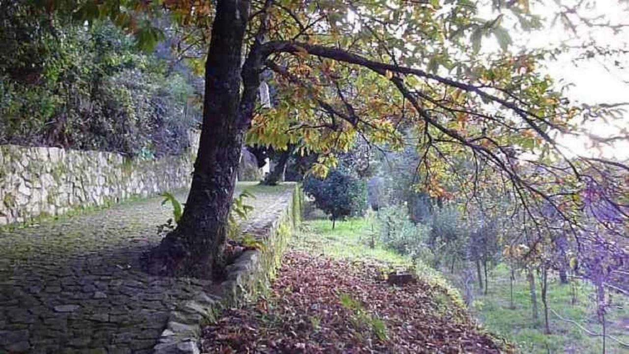 Quinta Da Costeira Villa Sever do Vouga Eksteriør bilde